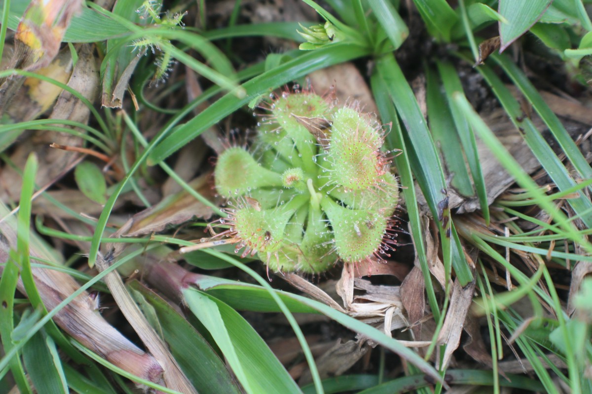 Drosera burmanni Vahl